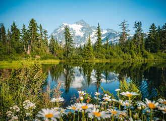 Calm day at Picture Lake with a perfect reflection of Mount Shuksan, framed by flowers