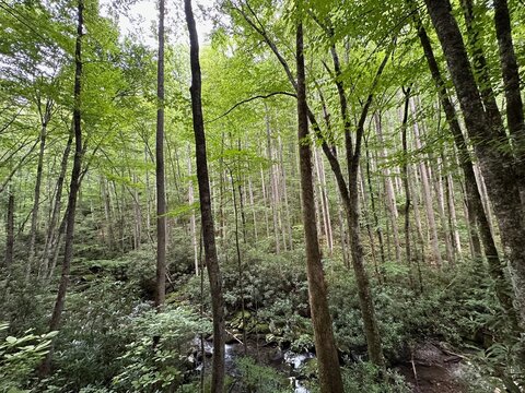 trees in the forest with leaves highlighted
