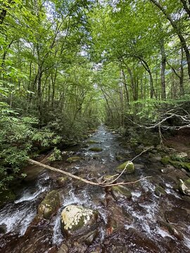 stream in the forest with canopy of trees
