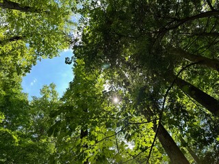 trees leaves sun and the sky