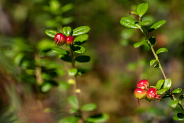 Vaccinium vitis-idaea, the lingonberry, partridgeberry, mountain cranberry or cowberry, is a small evergreen shrub in the heath family Ericaceae, Denali Bus Depot, Denali National Park and Preserve

