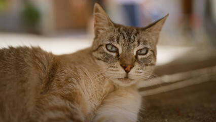 Cat resting outdoors showing alertness and calm demeanor with blurred natural background