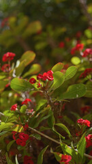 Vibrant euphorbia milii, also known as crown of thorns, showcased with its striking red flowers and lush green leaves