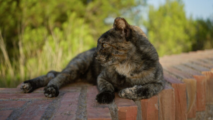 Adorable kitten resting on a brick wall in an outdoor urban park with lush green trees in the background, radiating tranquility and cuteness in a natural setting