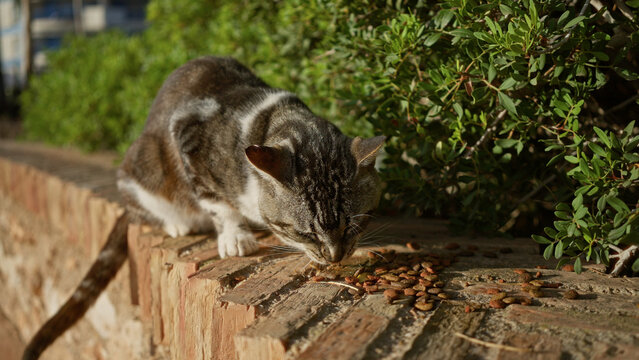 Cat eating on a brick wall surrounded by greenery in an urban outdoor setting