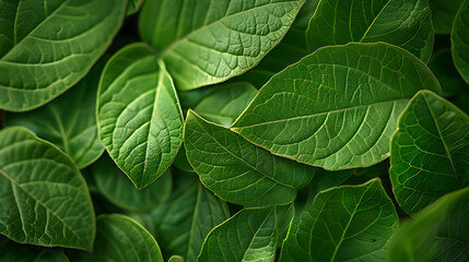 Macro leaves background