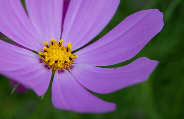 purple flower 
