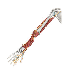 요골신경을 설명하는 메디컬일러스트