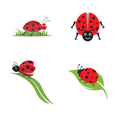 Ladybug vector. Ladybug on white background.