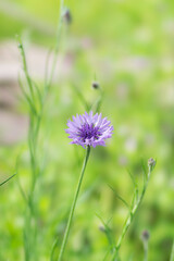 春の野原に咲く矢車草の花