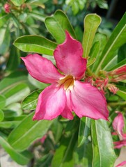 Desert rose bonsai tree and marble staircase Bangkok Thailand