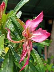 Desert rose bonsai tree and marble staircase Bangkok Thailand