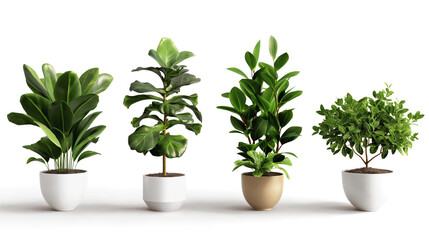 Beautiful Indoor Plants Displayed in Modern Pots Against a White Background
