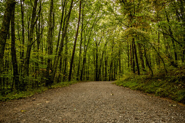a forest pathway