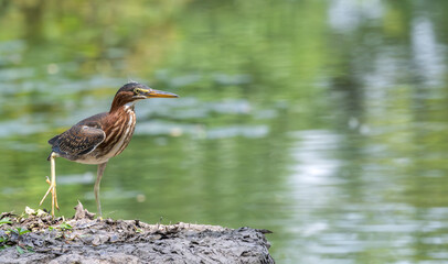 Closeup of a green heron walking on boulder next to a lake in summer.