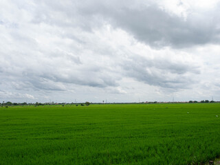 Field farm green plant leaf garden outdoor environment blue sky lndscape rural countryside season meadow organic harvest beautiful wheat agricutural spring autumn season food rice lawn cultivated farm