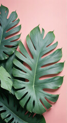 aloe vera plant