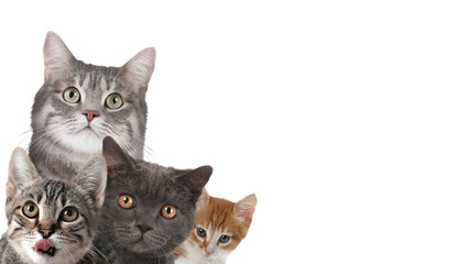 Fototapeta premium Cute cats on white background, banner design with space for text. Lovely pets
