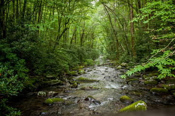 Fototapeta premium stream in the woods