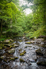 stream in the woods