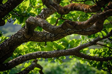 Tranquil Garden Tree with Sunlight Streaming Through Leaves