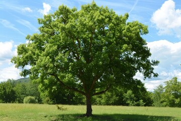 Fototapeta premium Vibrant Green Tree in Field on Sunny Day