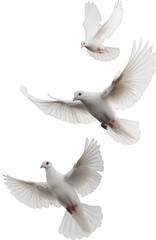 Three white doves