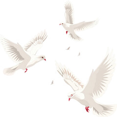 Obraz premium White doves in flight