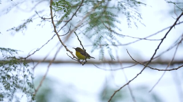 A Orange bellied flowerpecker (Dicaeum trigonostigma) perching on tree branches