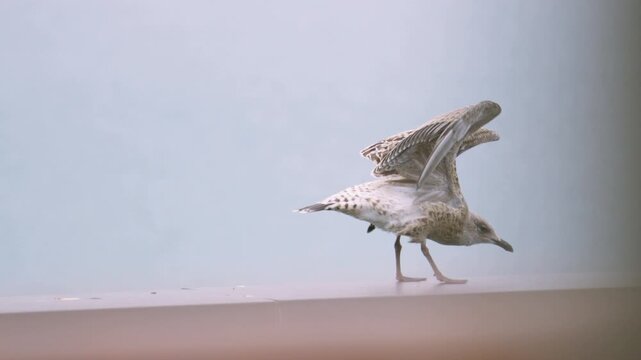 Baby Seagull Stretching Wings After Lying Down and Staring at Camera. Slow Motion Footage UK 4K.