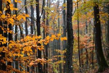 Fototapeta premium Autumn Forest: Orange Leaves on Trees