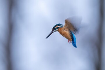 冬枯れのメタセコイヤ林をバックに元気にホバリングするカワセミ成鳥