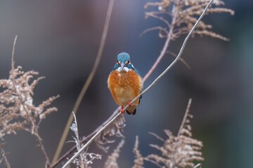 セイタカアワダチソウにとまって獲物を狙うカワセミ成鳥