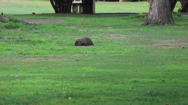 groundhog walking around eating grass at golf course (woodchuck ground hog) green grass links queens corona flushing meadows new york city animal