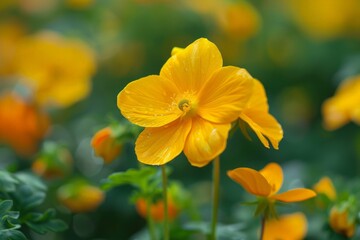 Vibrant Yellow Flower in Blurred Field