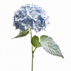 Hydrangeas in full bloom