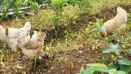 chickens in the farm