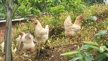 chickens in a farm