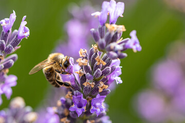 Macro, close-up photo of a beautiful vibrant honeybee eating nectar from lavenders and pollinating them