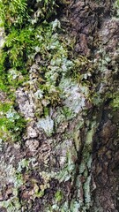 moss on a tree