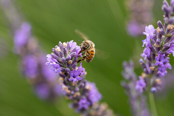 Macro, close-up photo of a beautiful vibrant honeybee eating nectar from lavenders and pollinating them