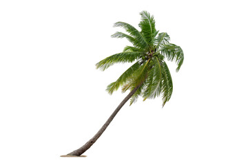 Coconut palm tree isolated on transparent background. PNG File,  Coconut trees blowing   in the sea ,