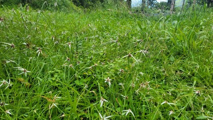 green grass background