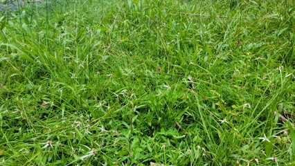 green grass background