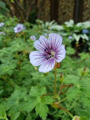 purple and white flower