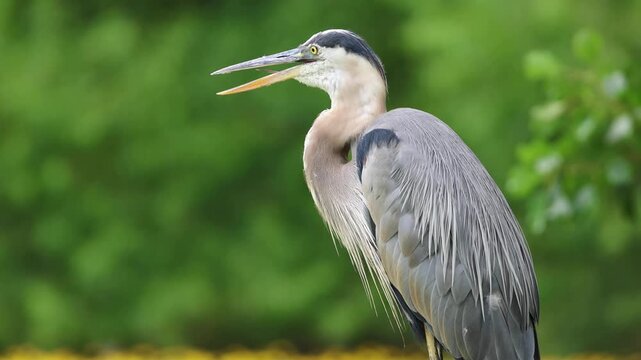 great blue heron sitting on rock in park (moving beak grooming feathers) vocalizing, gular fluttering or panting during hot summer day (beautiful lake with flowers, trees background) close up wildlife