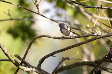 Dark-Eyed Junco on a Bare Branch in Sunlit Woodland