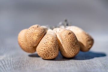 Apioperdon pyriforme, pear-shaped puffball or stump puffball, is a saprobic fungus present throughout much of the world. Denali Sled Dog Kennels, Denali National Park and Preserve