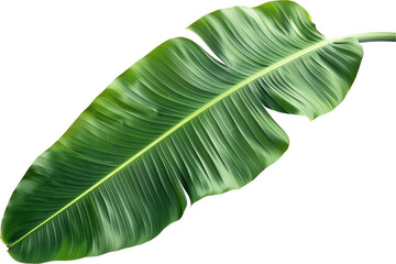 Green Banana Leaf