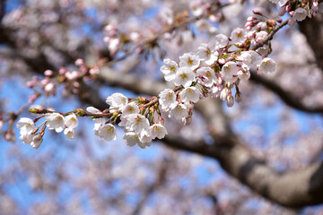 五分咲の桜